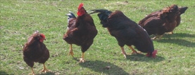 chicken feature