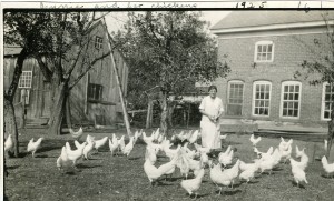 Album 6016 Brick Poultry House yard